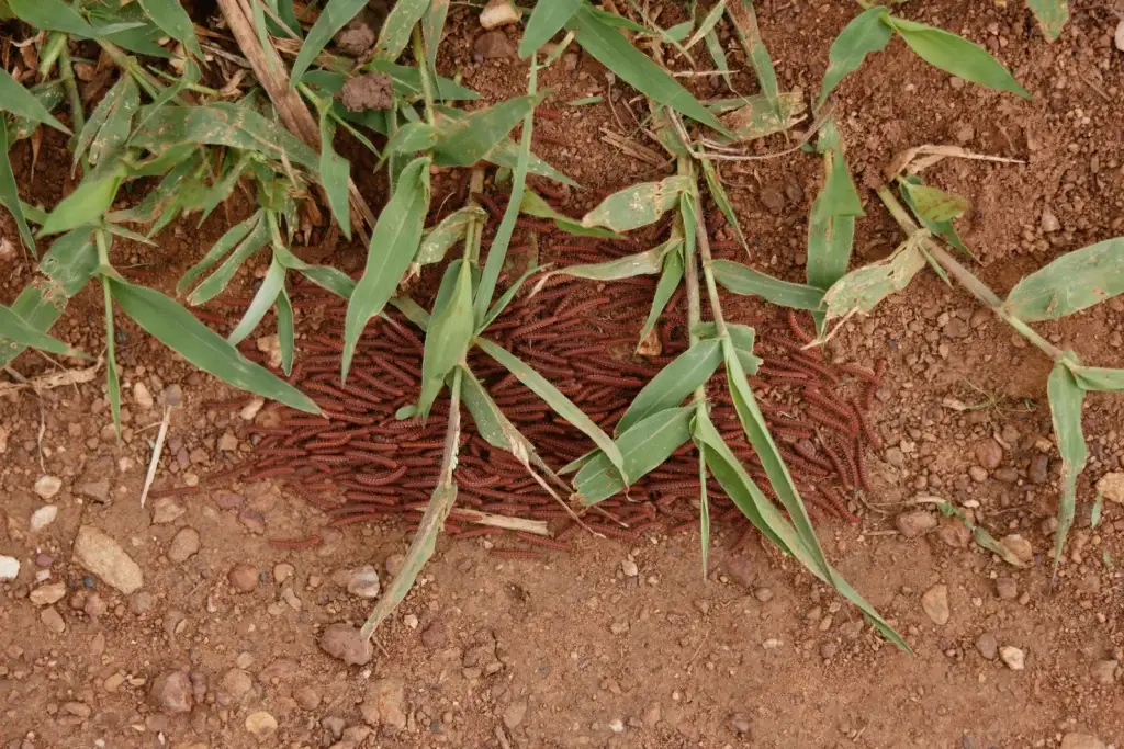 veritree project Senegal