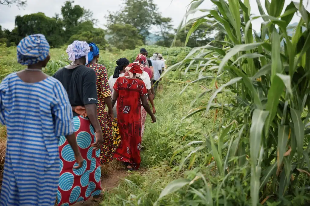 veritree project Senegal